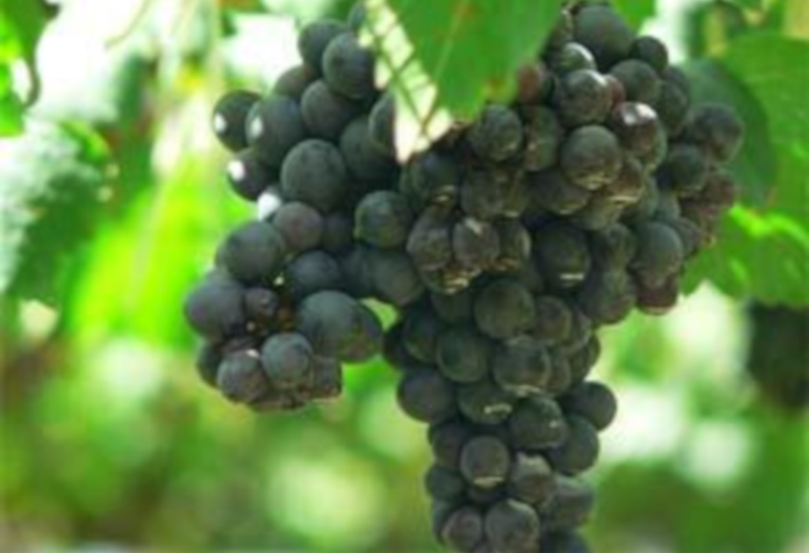 Soiuri de vita de vie autohtone pentru vinuri