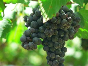 Soiuri de vita de vie autohtone pentru vinuri 
